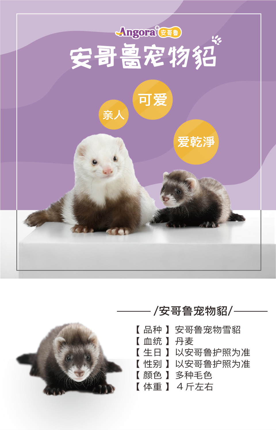 【安哥鲁总部】安格鲁宠物貂雪貂活物体幼崽宿舍懒人网红小宠好养