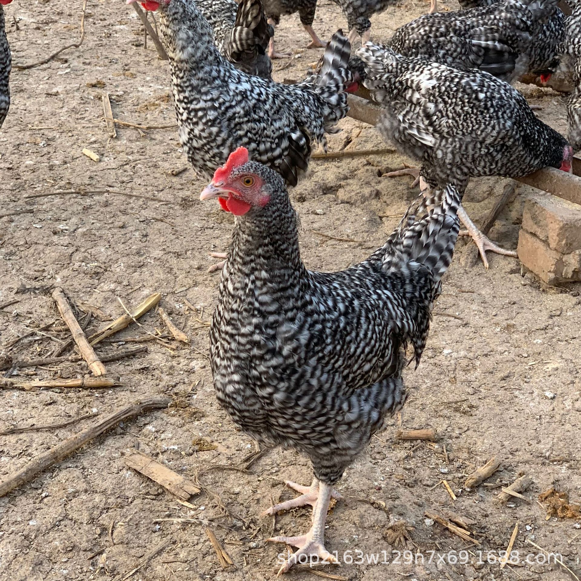 农村生态散养土鸡芦花鸡苗活体成年下蛋芦花鸡脱温芦花鸡种蛋价格