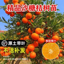 沙糖桔子树苗砂糖橘子特大无籽当年结果南方北方种植带果柑橘树