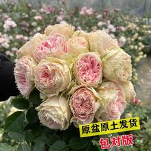 【沙海严选】多季开花阳台灌木系列花卉勤花月季扦插小苗成活率高