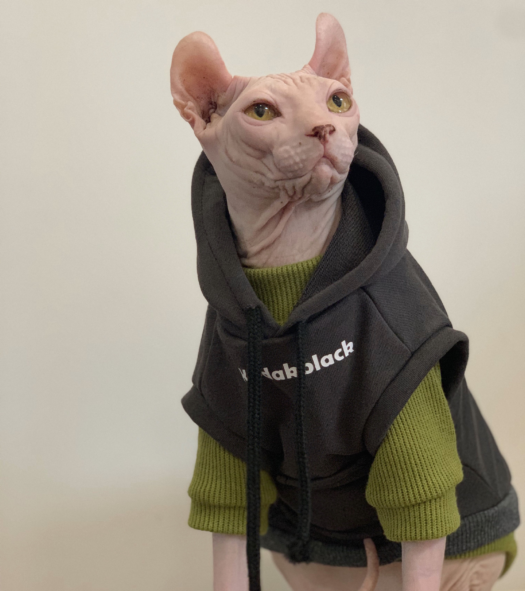 轻宠潮牌宠物猫咪无毛猫衣服秋冬保暖2021新款灰色连帽卫衣猫衣服
