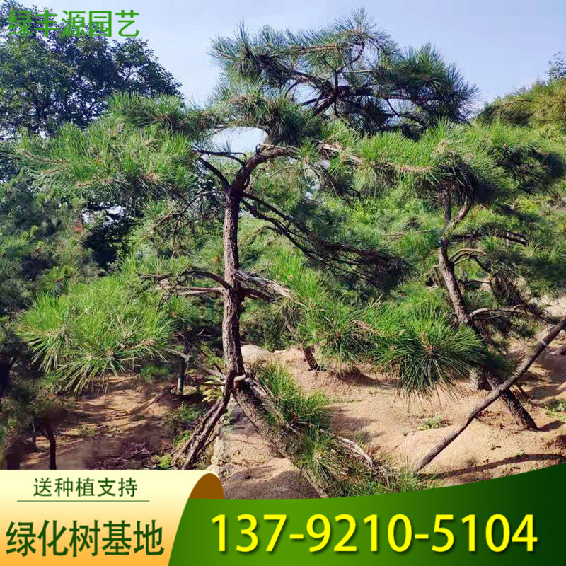 泰山造型景观松 四季常绿行道绿化松树 多种规格景观松量大价优