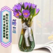 睡莲精品优选鲜花真花基地批发直批速递办公室内插花水养供佛送人