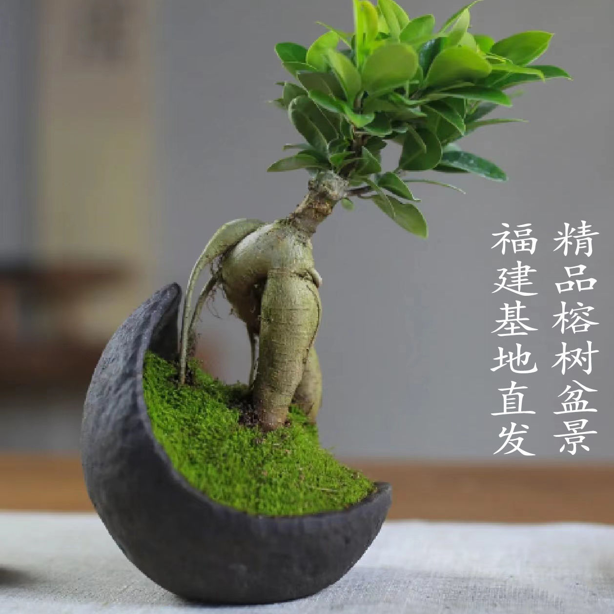 人参榕小叶榕四季常青耐寒榕树造型树桩盆景苗室内禅意盆栽绿植