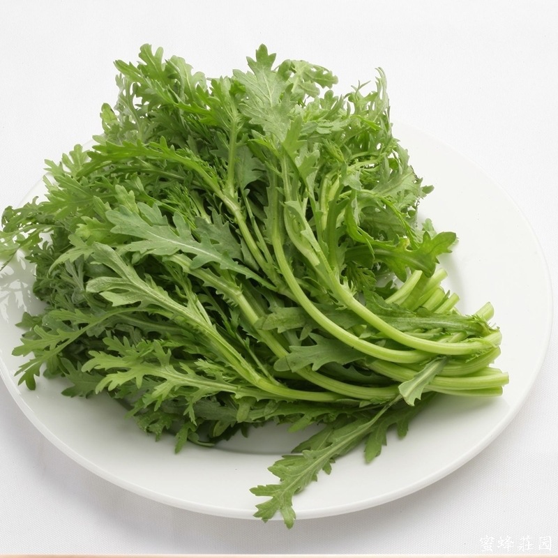 春季蔬菜小叶茼蒿种子皇帝菜春夏秋冬茼蒿种子四季阳台盆栽蔬菜