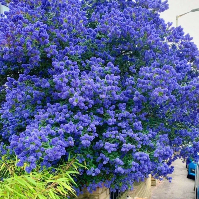 进口美洲茶盆栽蓝色海洋阳台庭院多年生灌木植物新奇网红品种耐寒