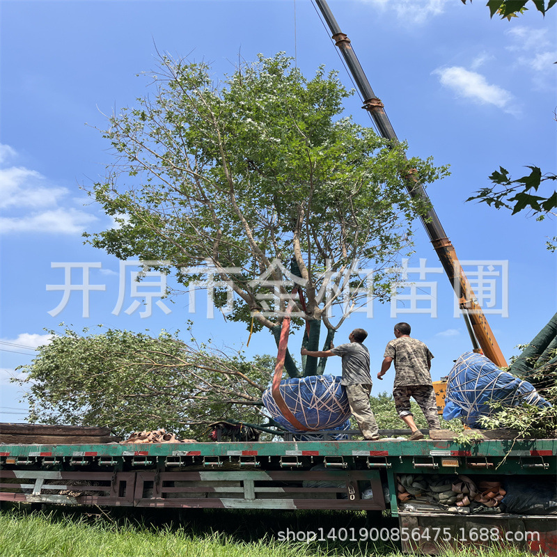 丛生元宝枫造型树 景观庭院植物五角枫树苗造林五角枫杯苗枫树球