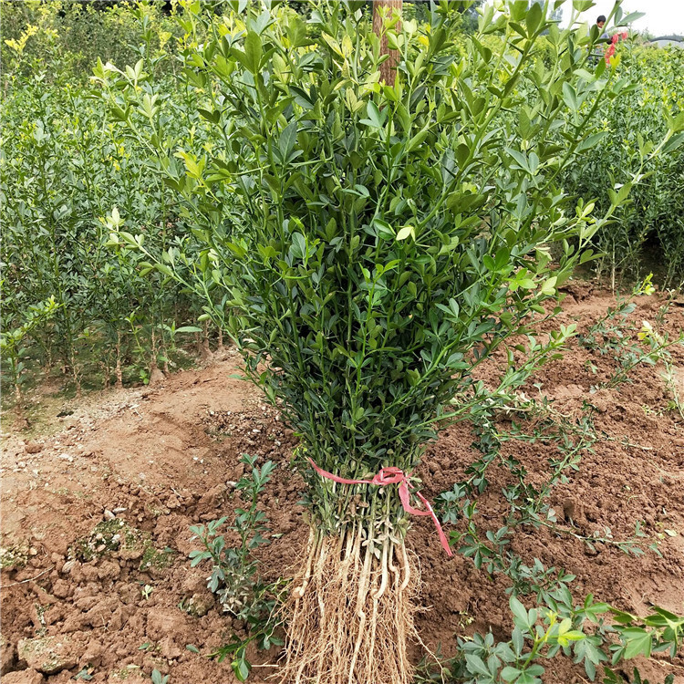 批发1年2年枸橘苗 枳壳苗  枳壳树苗臭枸苗 果园篱笆用苗量大价优