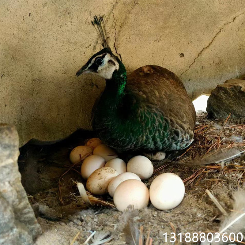 孔雀多少钱一只 哪里有卖可孵化孔雀种蛋的 下蛋种孔雀出售