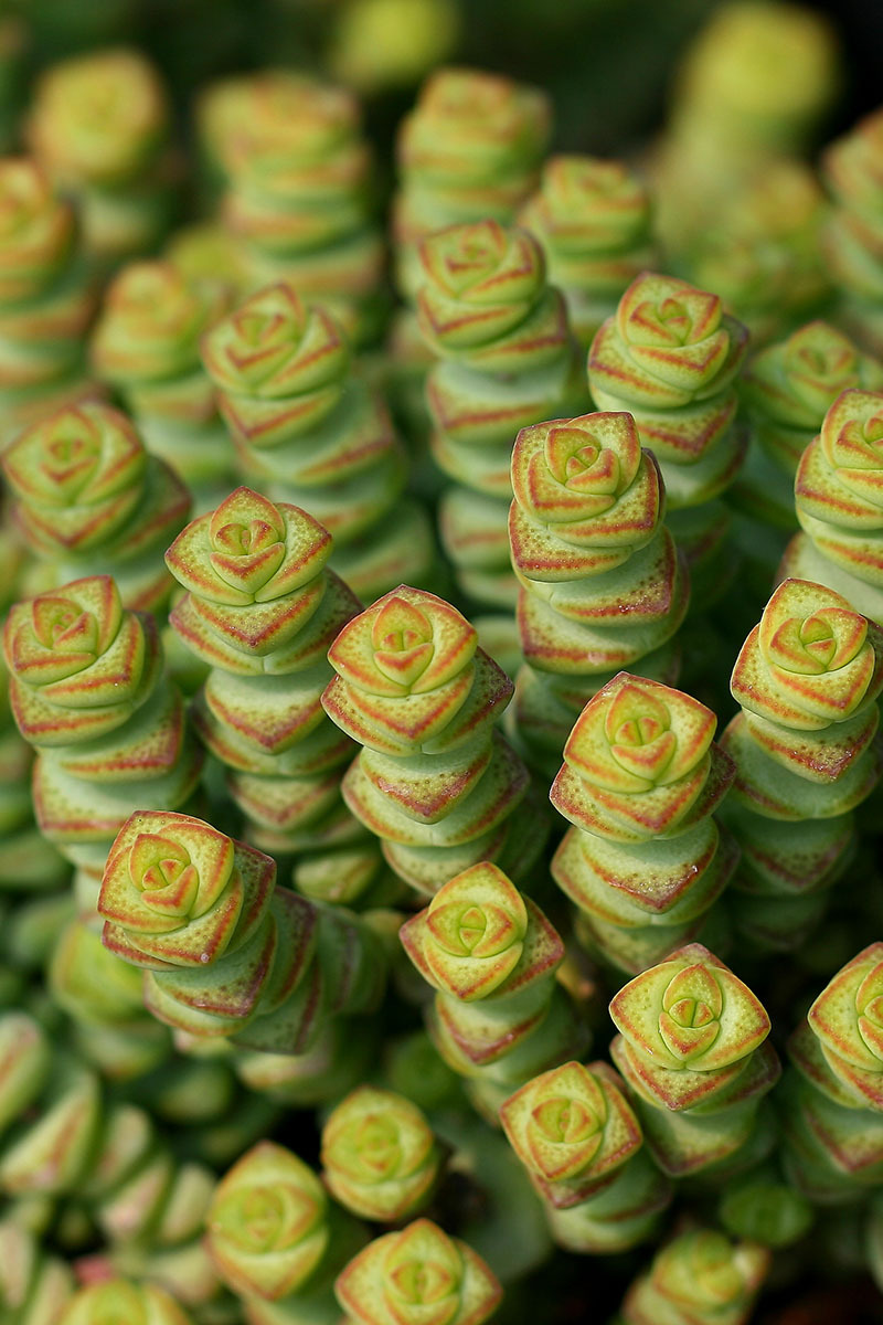 小仙肉 钱串 多肉植物钱串子多肉多头群生老桩带盆带土发一件包邮