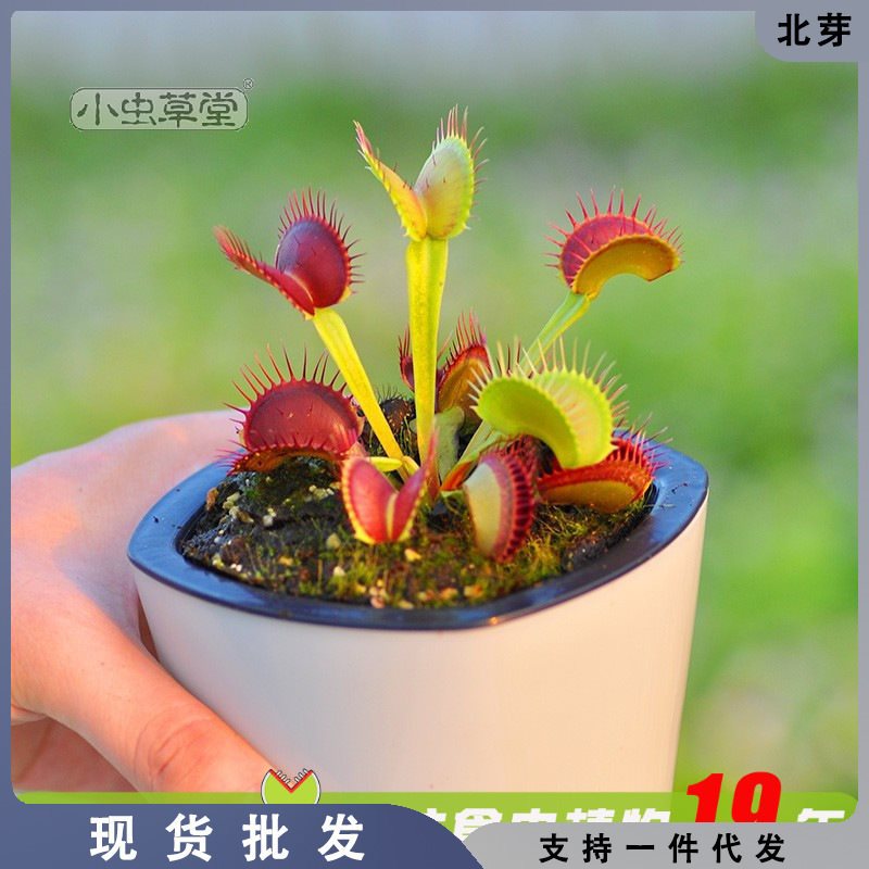 b52捕蝇草小虫草堂食虫草植物盆栽大嘴型巨夹驱蚊草室内吃虫-阿里巴巴