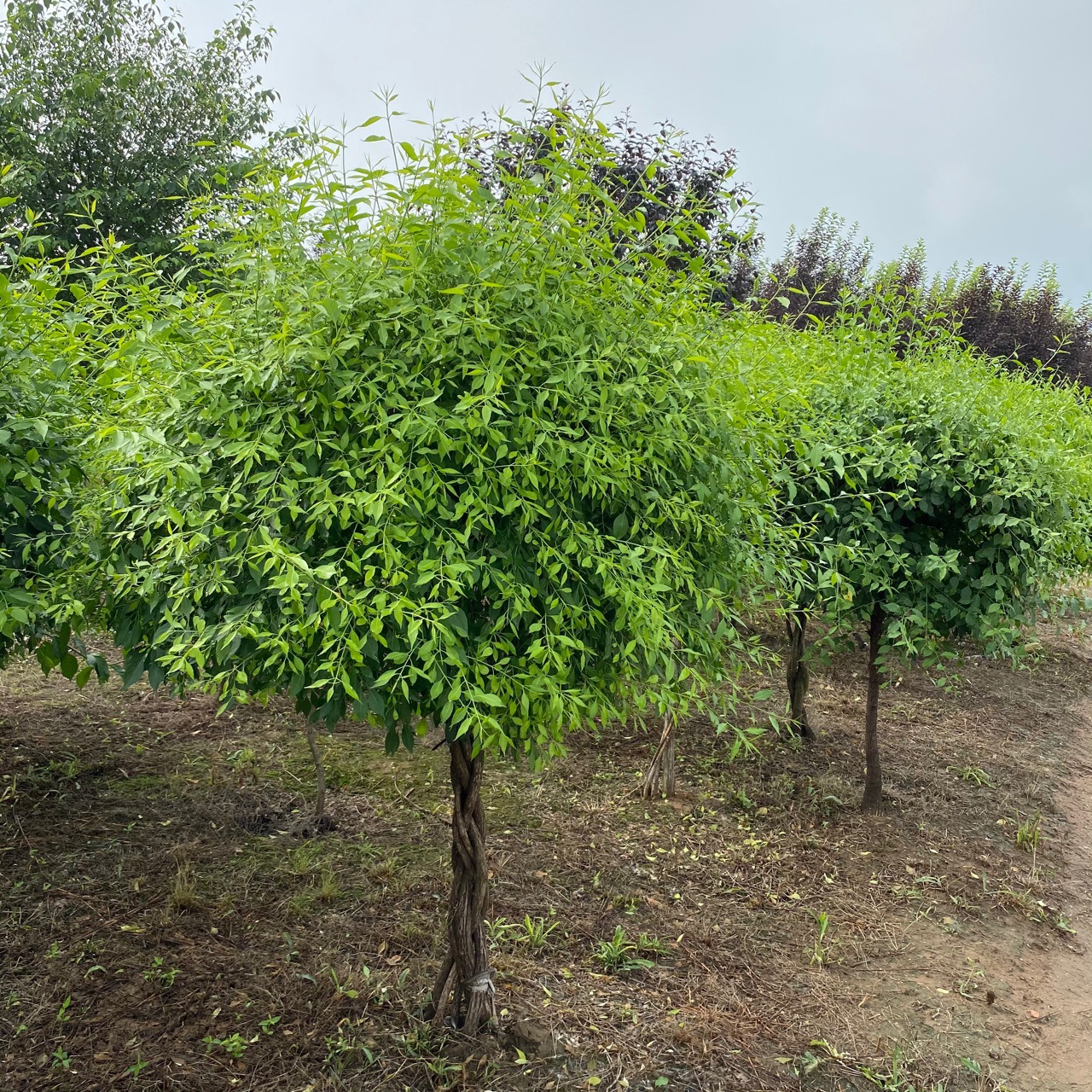 东北辽宁耐寒苗木 金叶卫矛球 桃叶卫矛金叶丝棉木树球批发价格