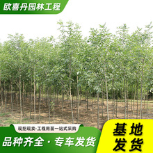 白腊树苗基地现挖现卖 技术指导 白蜡树 工程绿化苗木