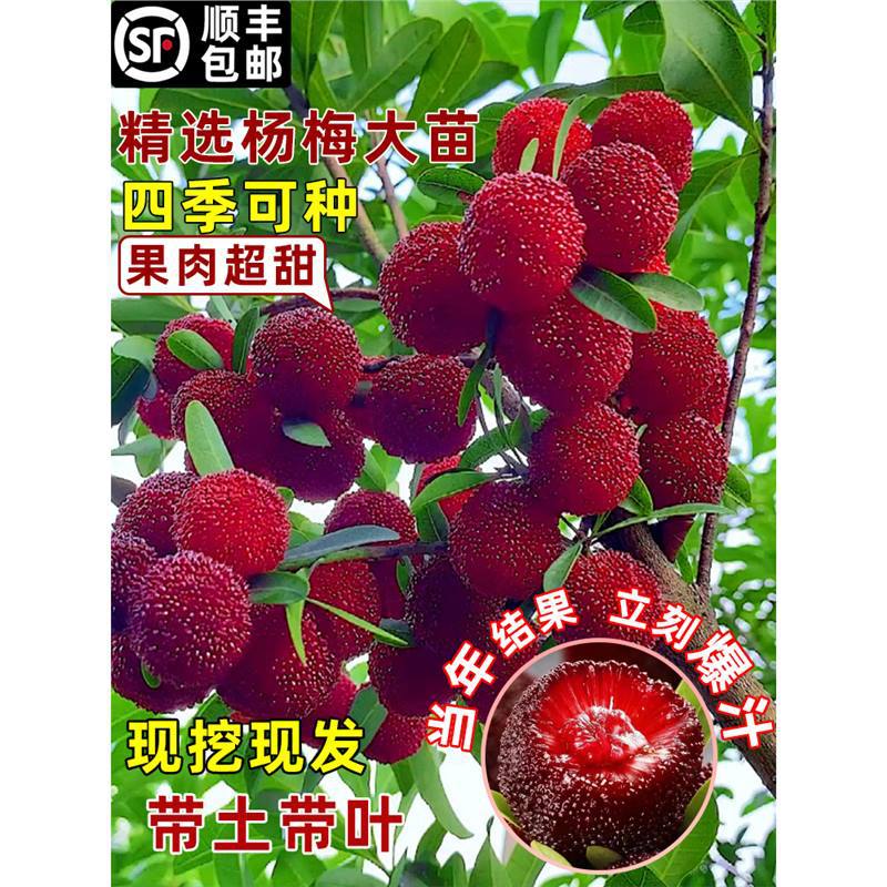 杨梅树苗正宗嫁接仙居东魁杨梅苗结果苗果树苗带土带叶南北方种植