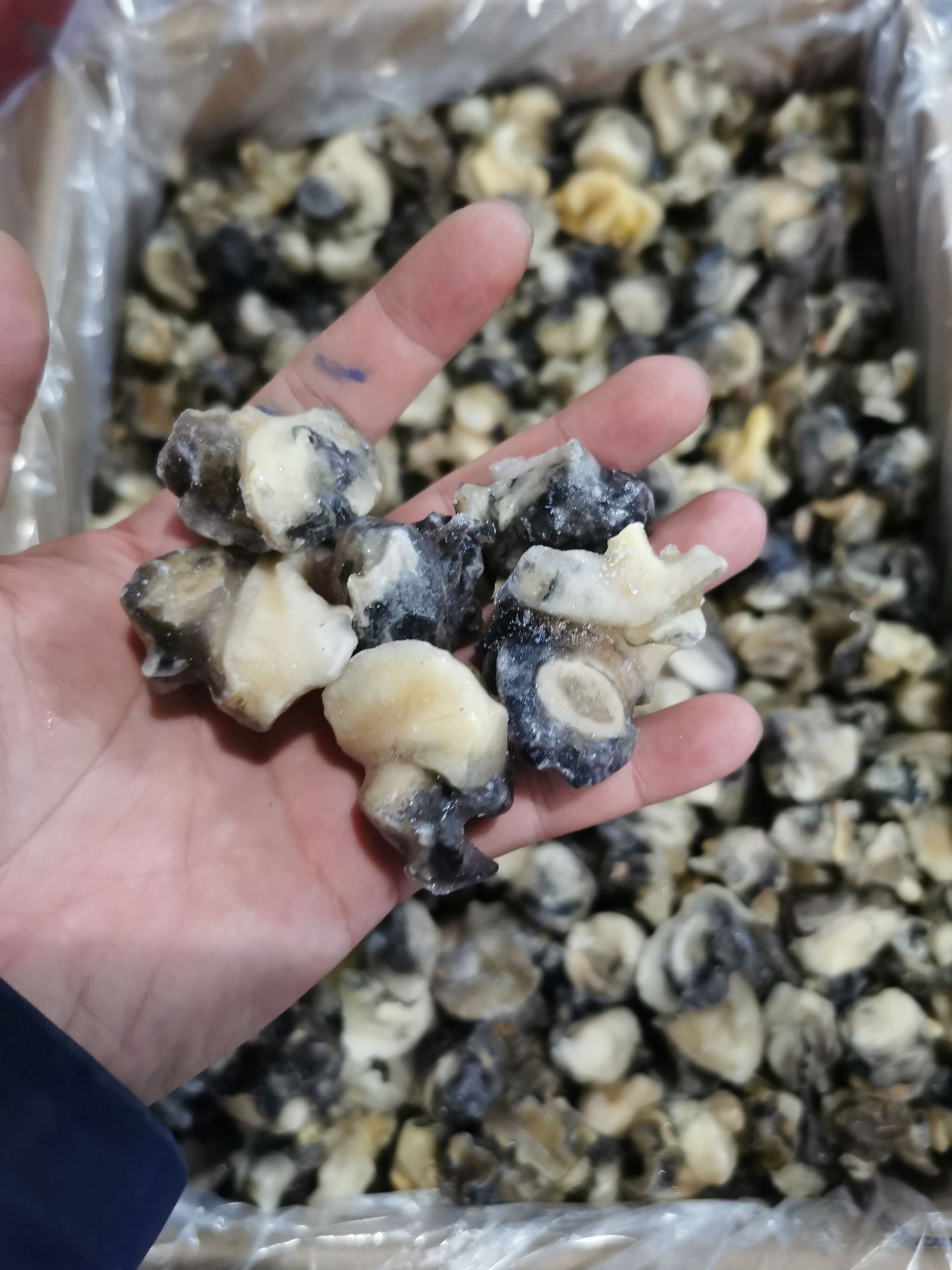 冷冻精选黑螺肉薄冰海螺肉 比你想的更新鲜 二批酒店餐厅烧烤直供