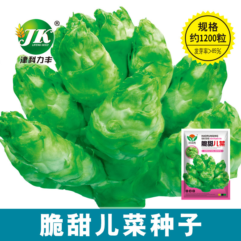 厂家批发儿菜种子脆嫩四川抱子芥菜四季娃儿菜秋季蔬菜种籽菜籽