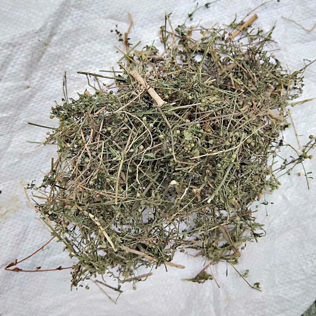 冰糖草