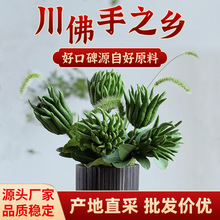 【带枝水培水养佛手】川佛手新鲜佛手柑观赏把玩闻香清供水培插花