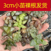 玉露室内小盆栽花卉绿植多肉十二卷姬孔明灯花盆花园