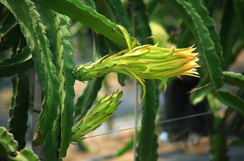 精品树上熟蜜宝红心火龙果红肉大果新鲜水果海南三亚5斤-阿里巴巴