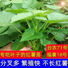 专吃叶的红薯种子苗食叶型红薯苗蔬菜食用番薯叶苗苕尖台农71地瓜