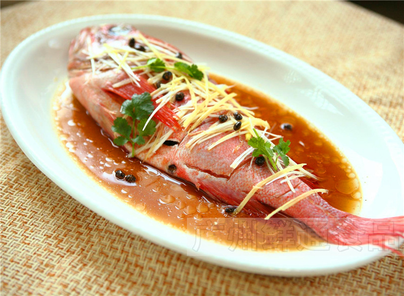 【新西兰红宝石鱼】10kg/件 活冻红鲈鱼红石斑鱼海鲜水产酒楼