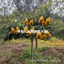 枇杷苗树盆栽地栽南方北方种植嫁接庭院特大五星无核砂糖枇杷树苗