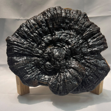 云南黑灵芝 大货渠道批发 代客切灵芝片 直播 电商 私域代发黒芝