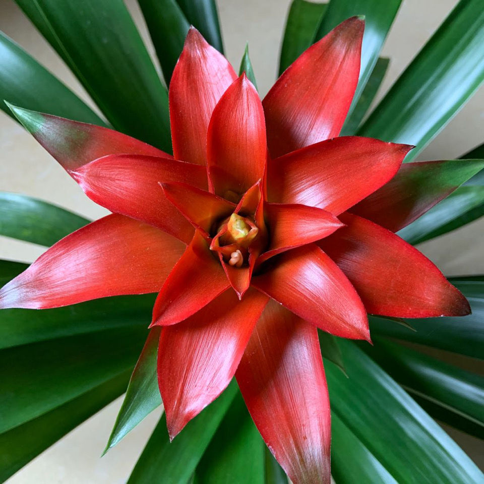 鸿运当头盆栽招财花室内客厅发财树好养鲜花绿植干花多肉植物批发