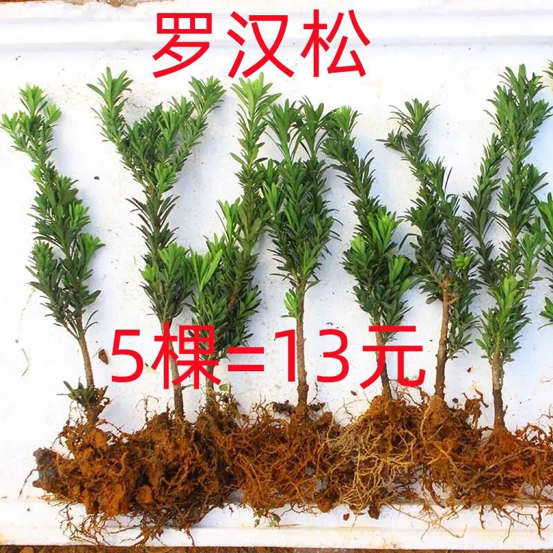 12植树活动社区单位学校庭院绿化栽树罗汉松种植苗-阿里巴巴