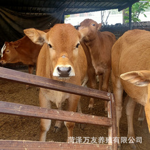 西门塔尔牛犊3-6个月贵州肉牛苗牛幼仔养殖种鲁西黄牛