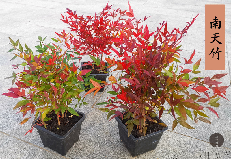 南天竹盆景老桩火焰南天竺盆栽树苗年宵花卉耐寒耐旱植物红色枝叶