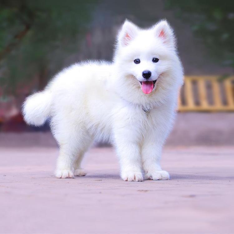 微笑天使纯白色萨摩耶犬活体出售家养宠物萨摩耶幼犬活体
