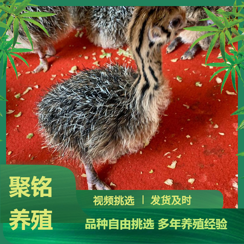 山东孵化场散养非洲鸵鸟苗幼苗 一个月脱温鸵鸟苗活体鸵鸟蛋-阿里巴巴