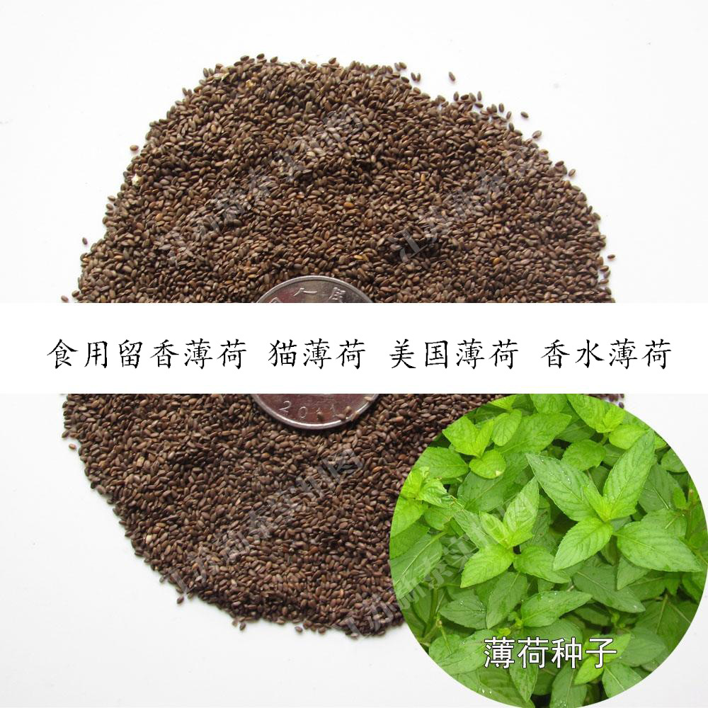批发薄荷种子香草薄荷柠檬薄荷多年生猫薄荷美国薄荷留香薄荷种籽