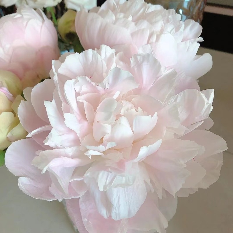 批发荷兰进口芍药苗东京女郎山东重瓣芍药菏泽观赏芍药洛阳牡丹苗