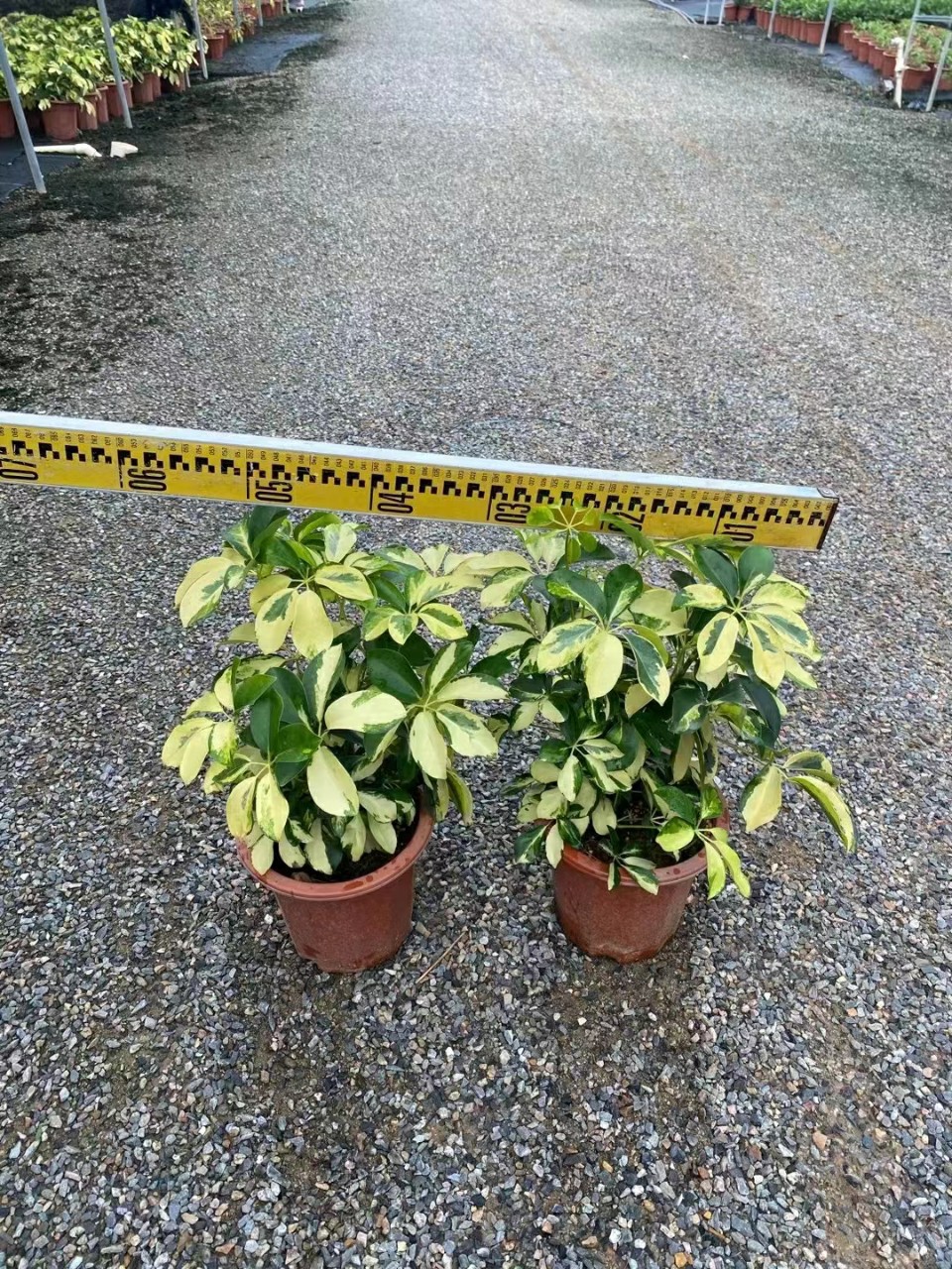 2109基地批发 供应 花叶鸭脚木10-60cm高袋苗 盆栽 花八叶 鹅掌柴