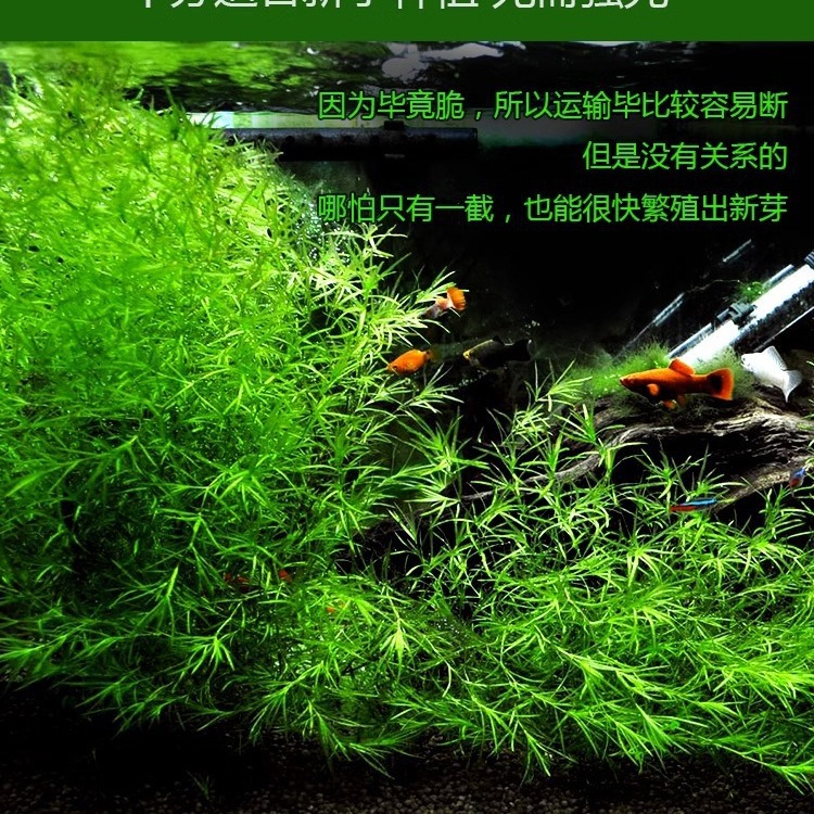 印度小竹节竹节草水草植物鱼缸水族箱造景绿菊蜈蚣草水榕活体真草