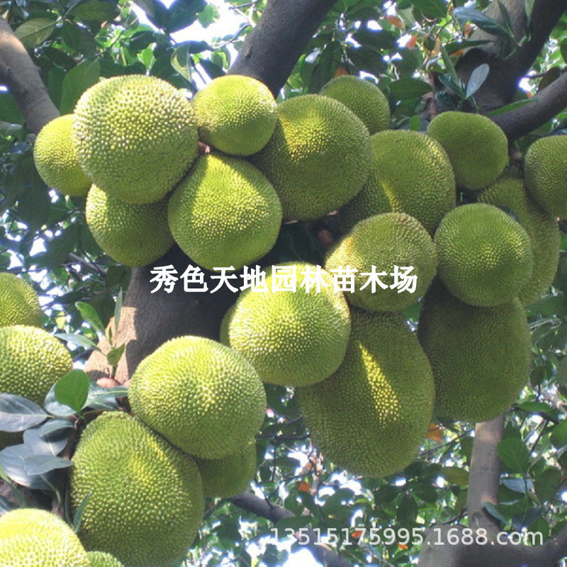 批发果树苗木湿包菠萝蜜树苗四季菠萝蜜苗马来西亚菠萝苗南方种植