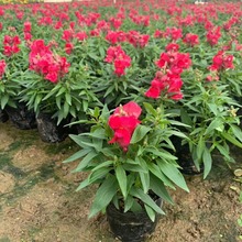 201基地批发 供应 金鱼草 袋苗盆栽 红黄粉混色 时花草花 花海