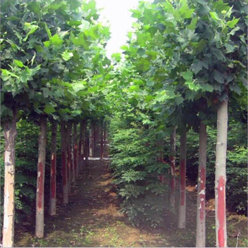 法国梧桐树树苗大树庭院风景树行道绿化拆迁苗木南方种植青桐植物