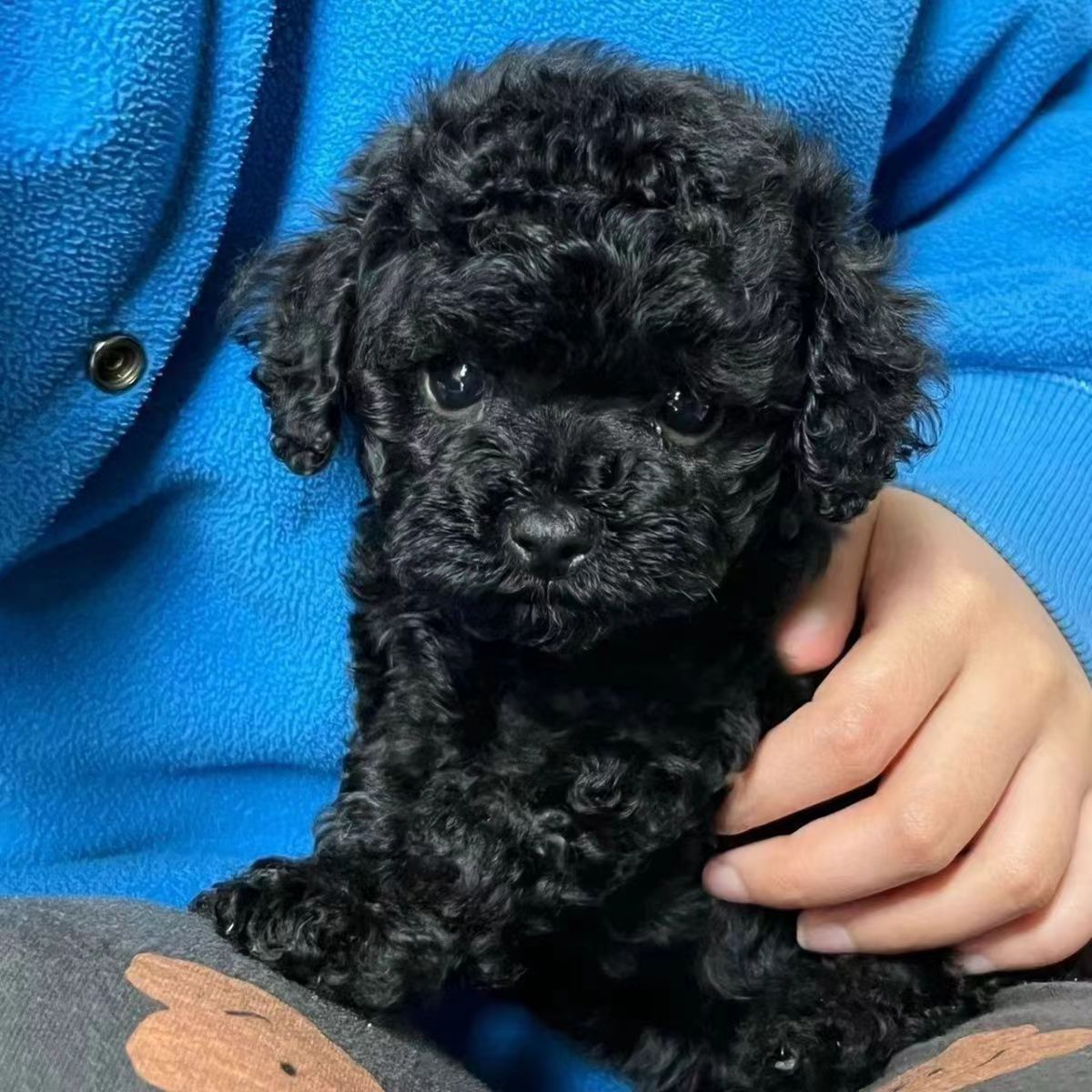 纯种黑色泰迪幼犬活体茶杯犬泰迪犬幼崽家养宠物狗狗小型犬泰迪