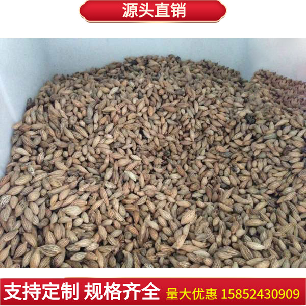 桂花种子 沙藏金桂丹桂沉香桂四季桂八月桂花籽 朱砂桂树种子