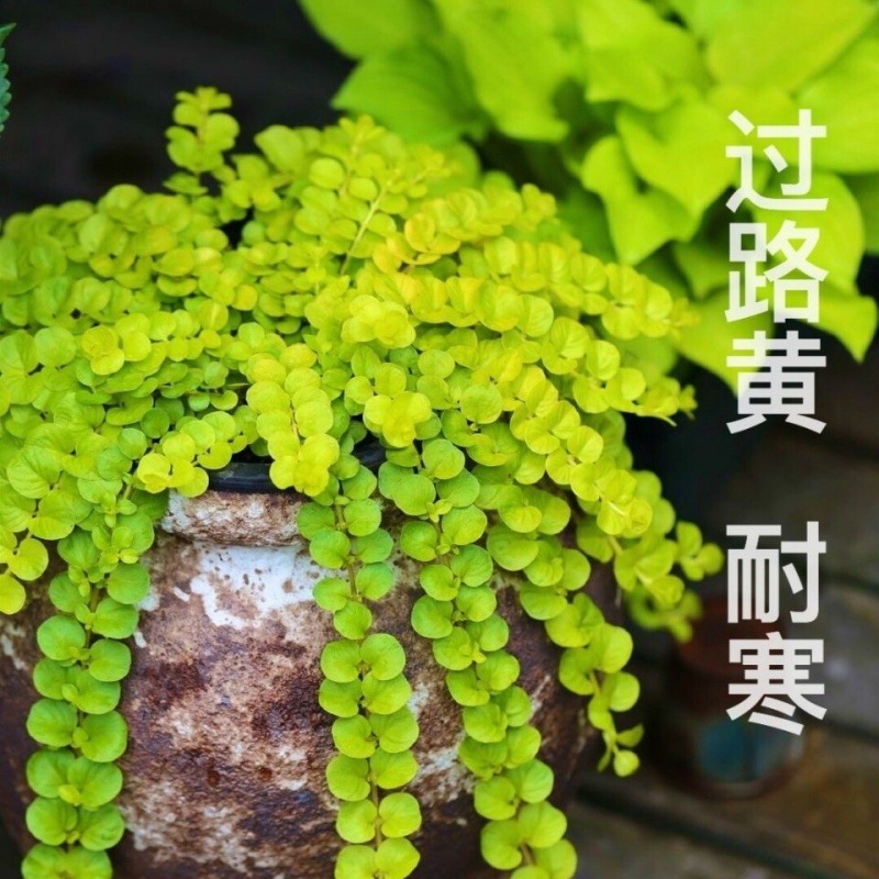 黄金串吊兰金叶过路黄垂钓植物沼泽挺水植物 四季常青地被苗包邮