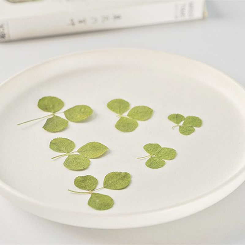 三叶草压花 植物标本真树叶子 手工贴画滴胶diy书签材料 押花干花
