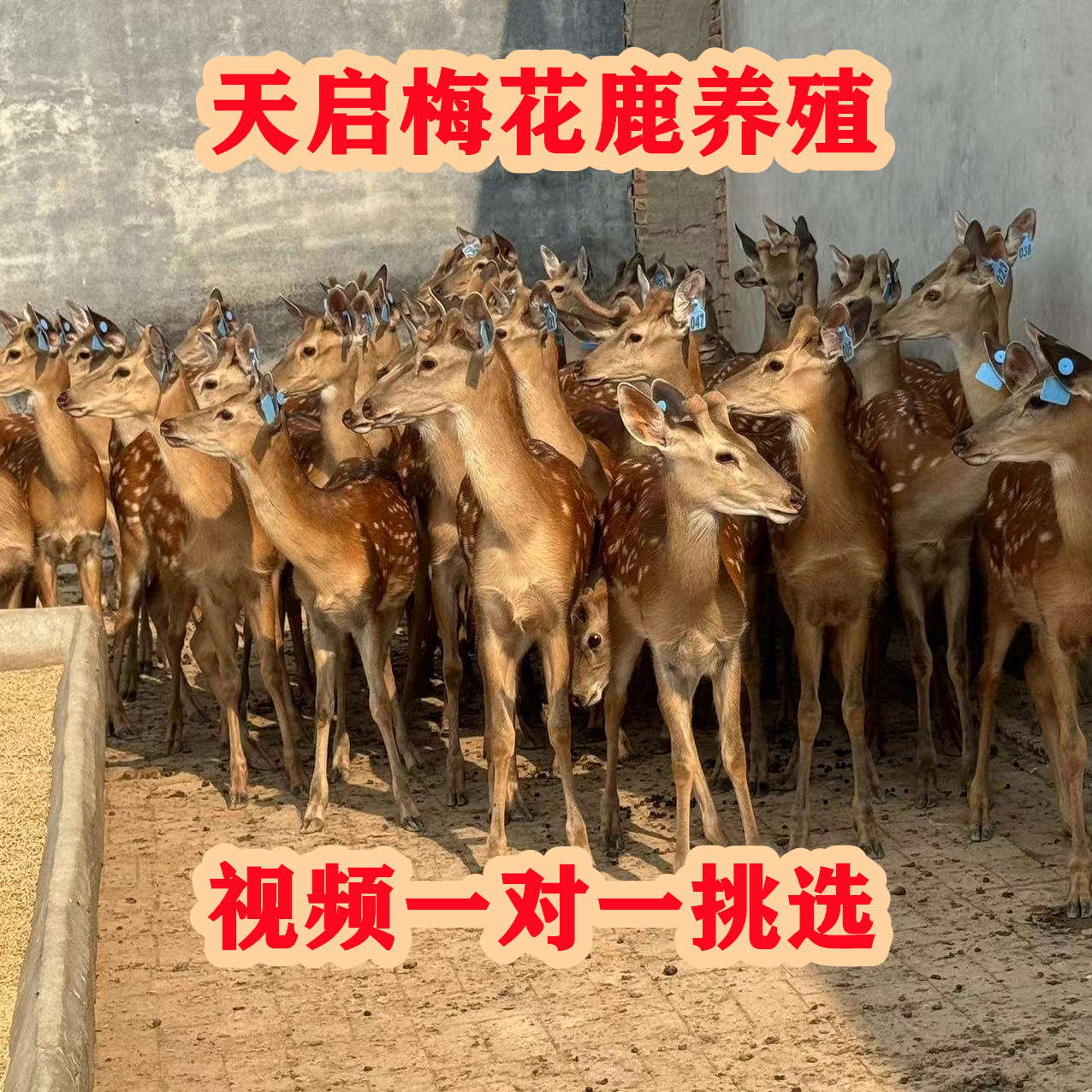 梅花鹿种苗多少钱一只 成年梅花鹿活体出售 训话梅花鹿租赁回收