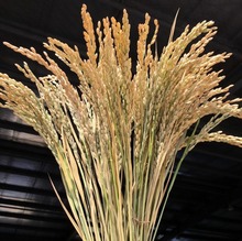 麦穗干燥花花束稻子小麦穗小稻谷拍照道具拍摄背景五谷杂粮装饰