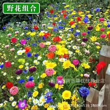 野花组合种子混合花种子四季开花多年生庭院景观花海波斯菊百日草