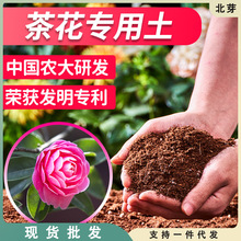 茶花土茶花土茶花营养土茶花盆栽土肥料肥漫生活