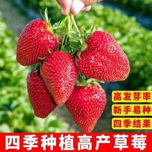 四季红奶油草莓种子食用香甜大果新手易种阳台盆栽水果蔬菜种籽苗